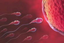 টেলিস্কোপে শুক্রানু। ছবি : সংগৃহীত